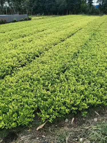 mile·米乐m6：网球拍线怎么穿线图解